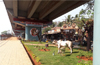 Surathkal flyover space is a stage for music